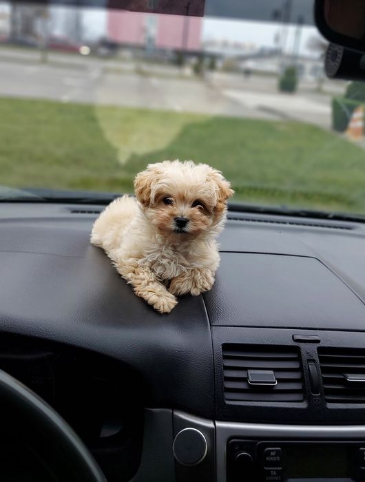 Міні дівчинка. Собачка мальтипу. Мальтіпу Ф1 маленька принцеса мінічки