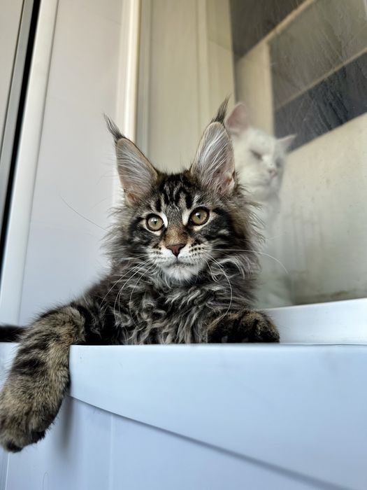 Хлопчик мейнкун мармуровий