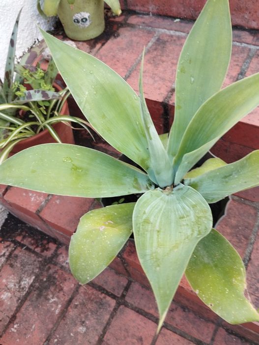 Agaves de vários tamanhos