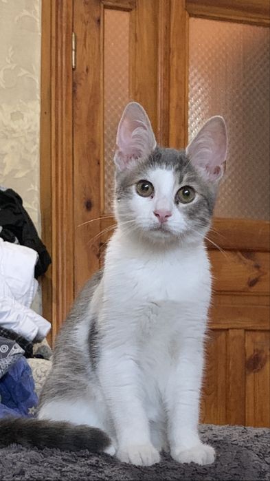 Котики в хорошие руки