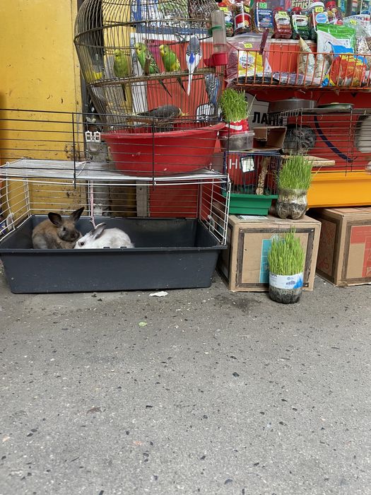 Декоративні кролики