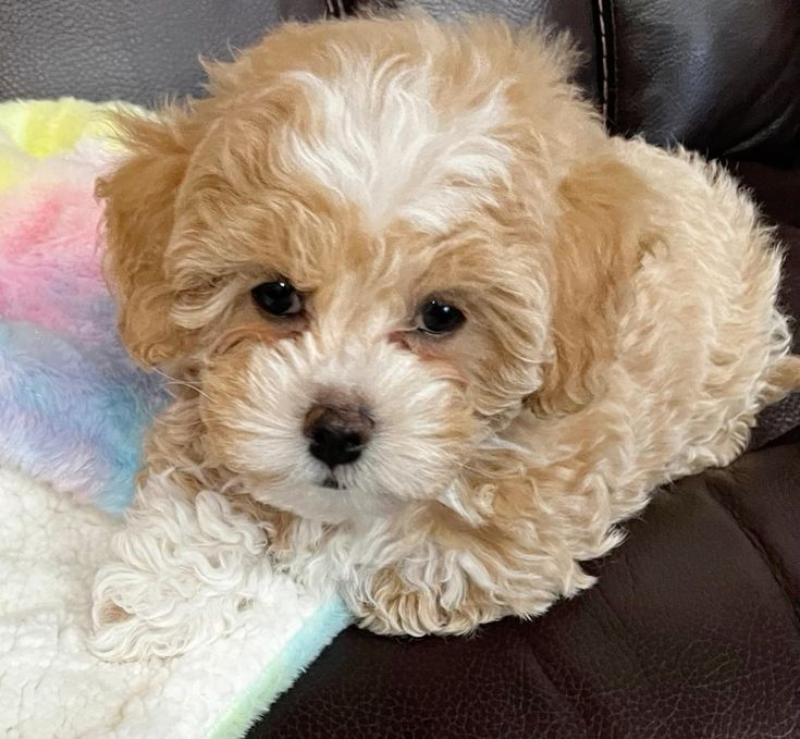 Цуценята мальтіпу з правильним балансом енергії