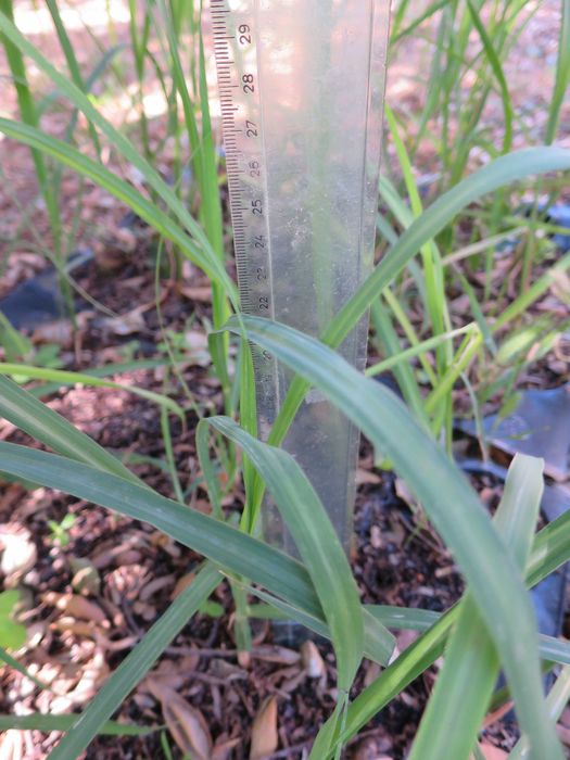 Mudas planta cana de açúcar / sacarina para plantar suco de cana