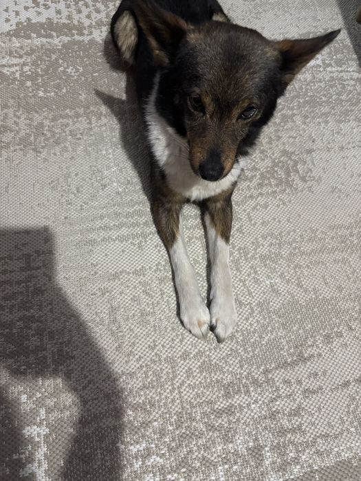 oddam pieska w dobre ręce