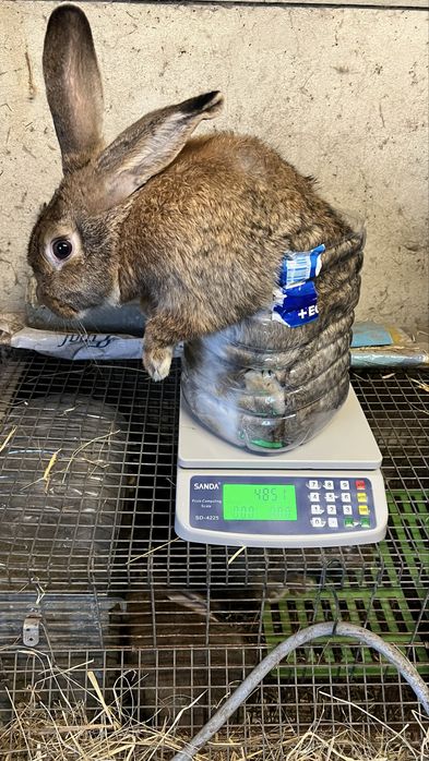 Coelhos raça grande
