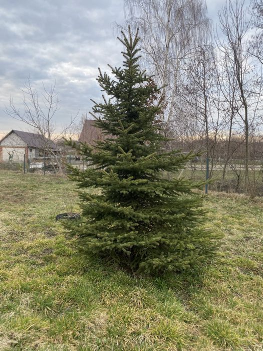 Ялинка жива на новий рік