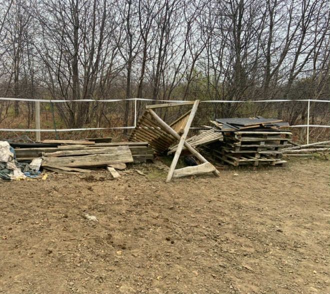 Oddam drzewo za darmo