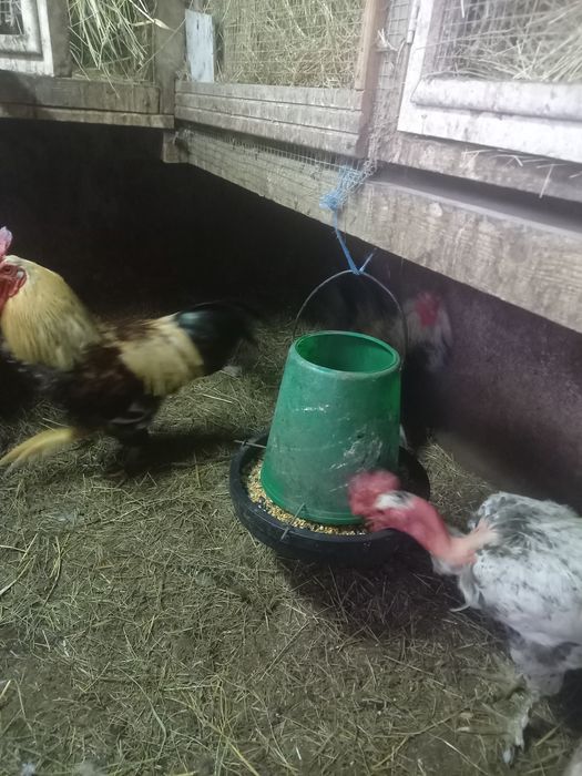 Galinhas e galos para mudar