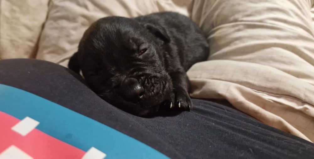 Szczeniaczki do wziecia