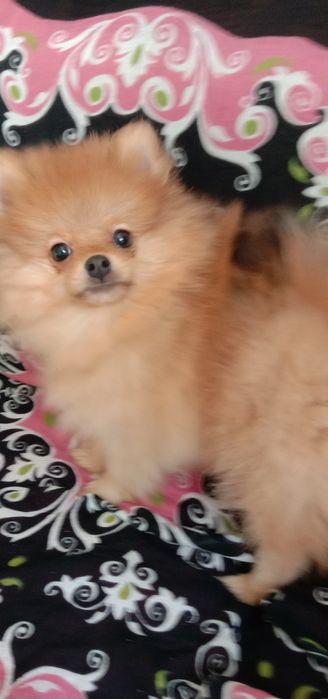 Шпіц Померанський