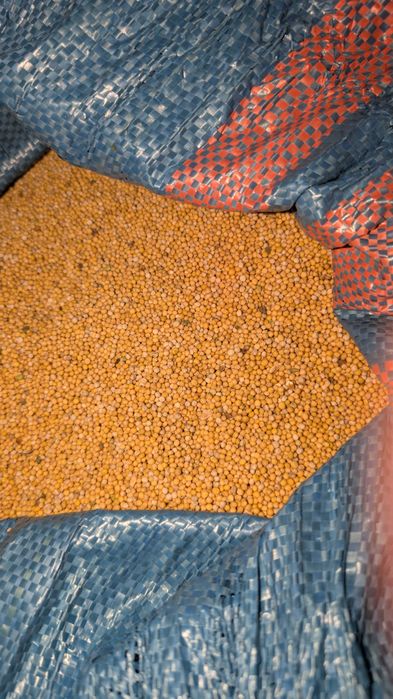 Gorczyca biała -ziarna  oczyszczona 2025