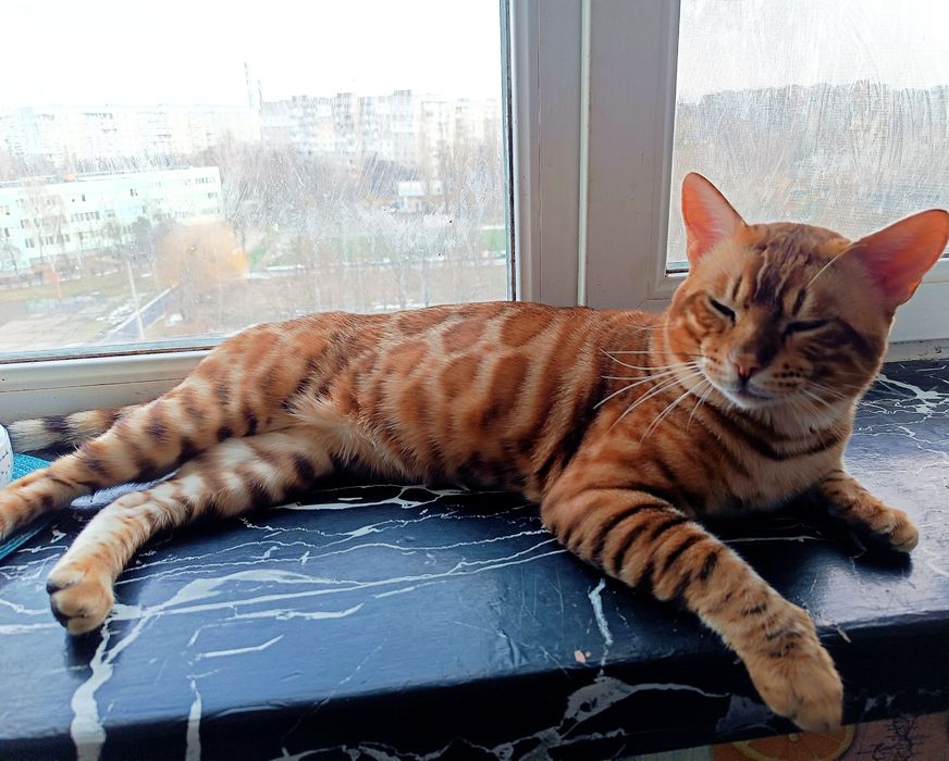 Бенгальські кошенята. Бронювання