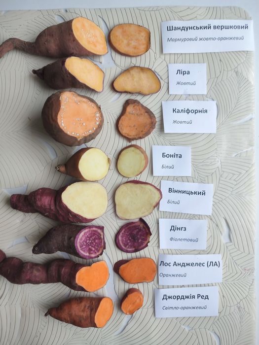 Маточні клубні батату, органічний батат на посадку