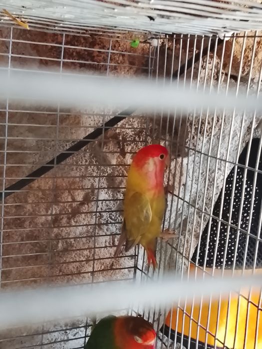 Agapone fêmea apenas uma