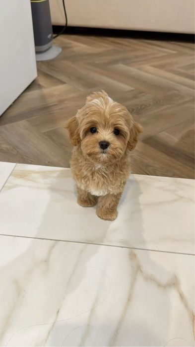 Фантастичний Мальтипу F1 VIP