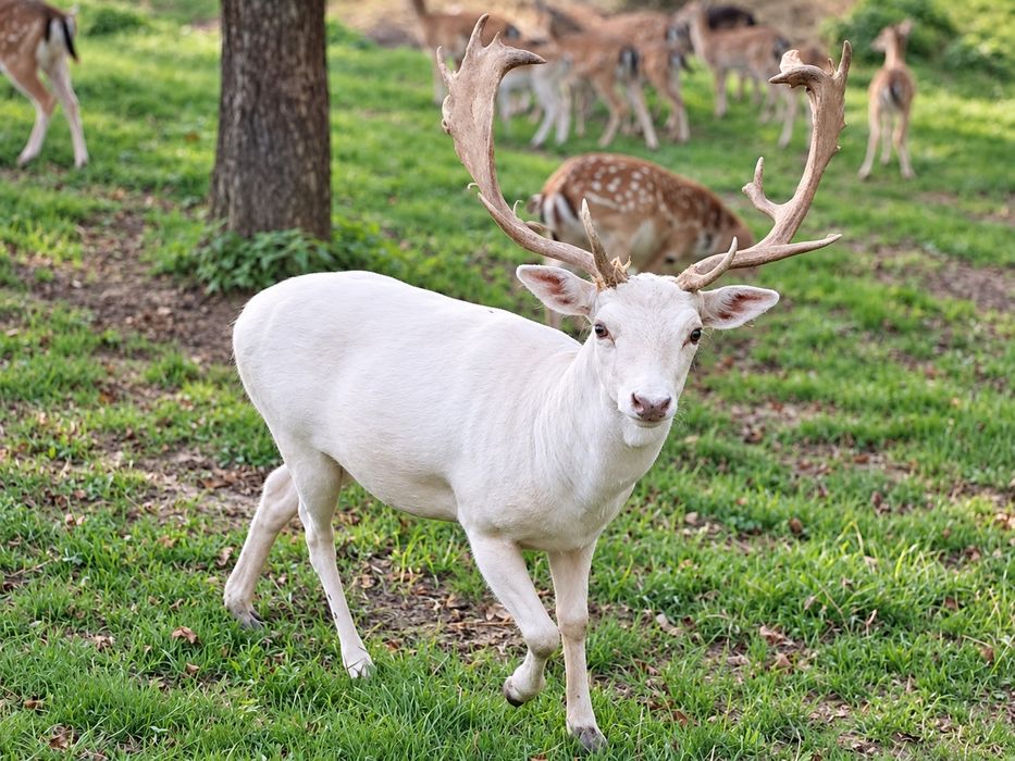 DANIEL BYK Biały Piękny