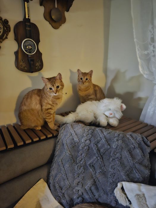 Zaginęła młoda ruda kotka