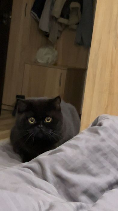 Вʼязка котів ,шотланський прямовухий котик запрошує на побачення