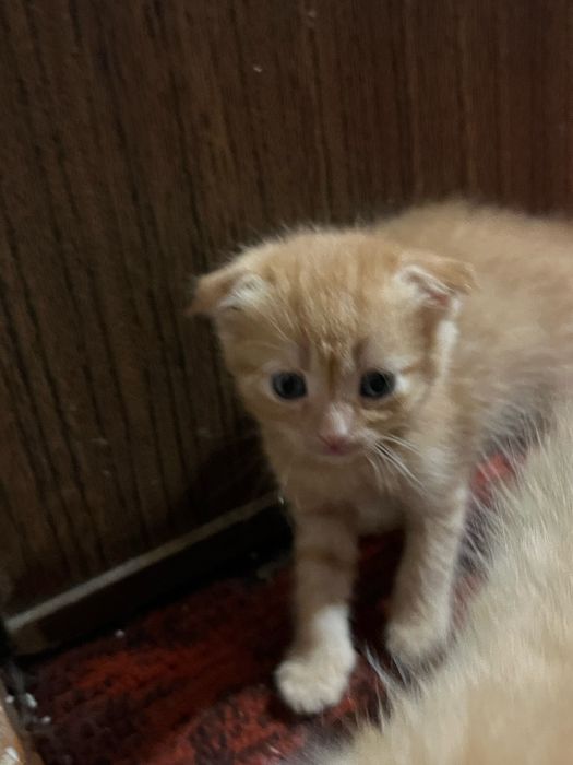 Отдам/Продам котят