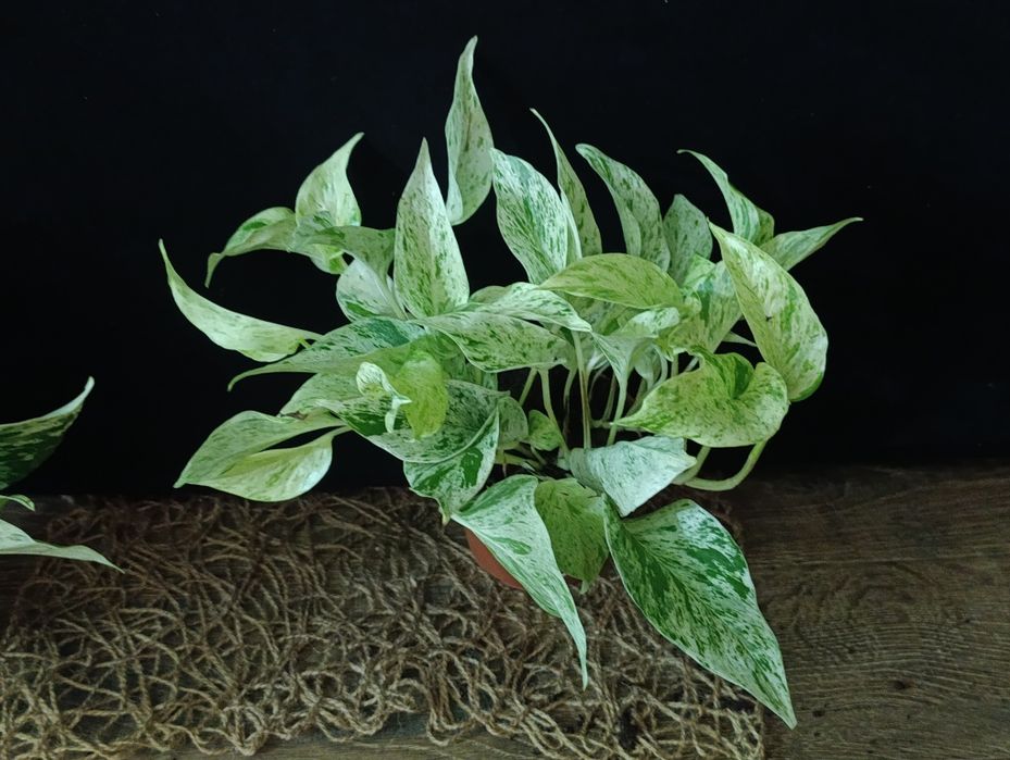 Епіпремнум Сноу Леопард (Epipremnum 'Snow Leopard')