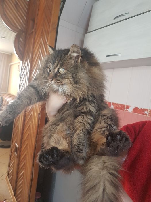 Кішка  безкоштовно