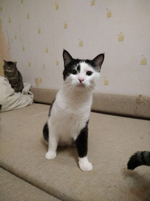 Ласковий котик ЧЕКАЄ на родину!