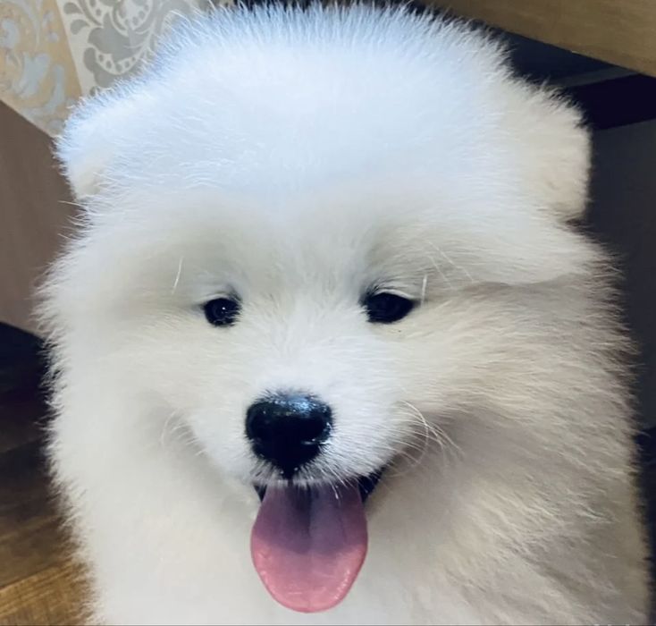 Samoyed juz do odbioru