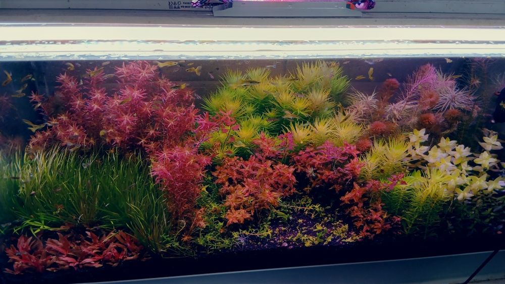 Fertilização para aquarios plantados