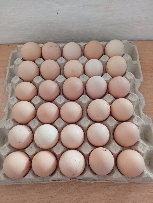 "АСТРА" Продає інкубаційне яйце Домінант,  бройлер,  мясояїчка