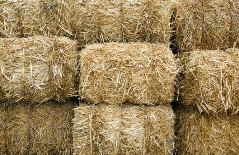 Kostka mała słomy słoma ściółka wieś bydły psy rolnictwo