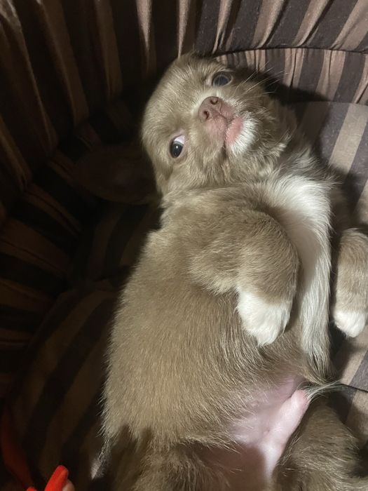 Продам цуценят породи чіахуахуа