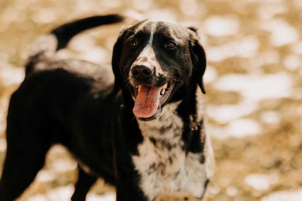 Szukasz psa z poczuciem humoru i nieskończoną energią? Kevin czeka!