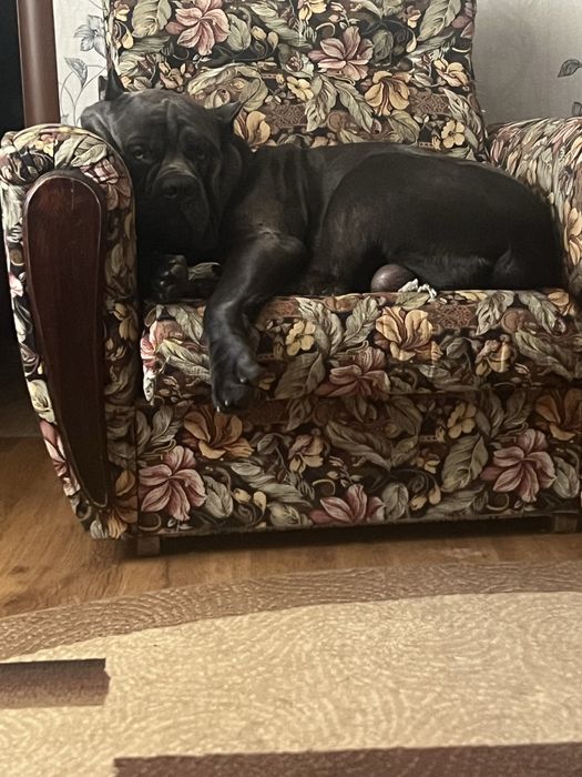 Хлопчик Кане-Корсо шукає наречену!!!