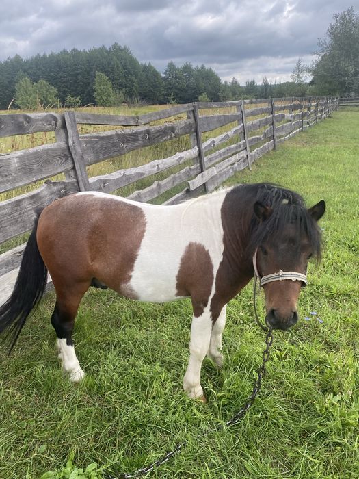Садиба «Золота Сова»