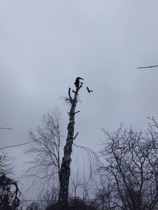 Зрізання дерев/кущів/розчищеня ділянок