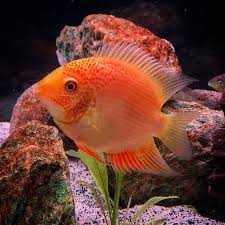 GB Pielęgnica Severum RED