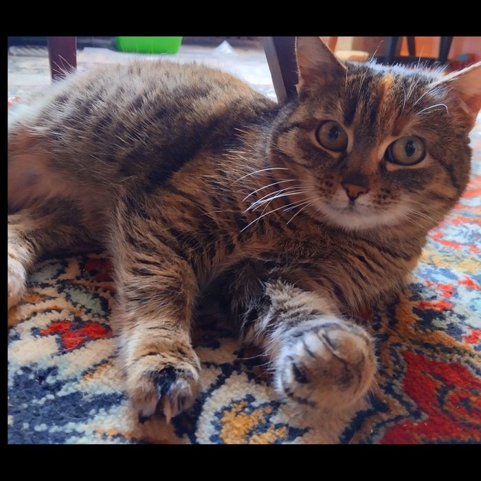 Віддам Безкоштовно Кицю