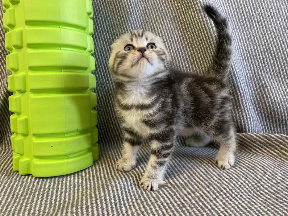 Шотландські кошенята