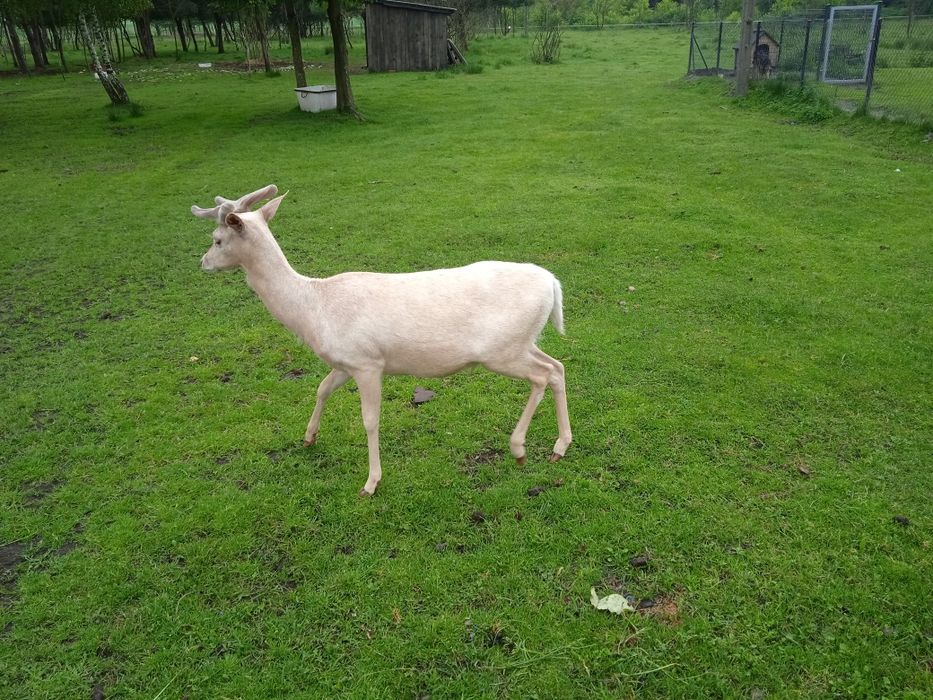 Daniele zdrowe zadbane