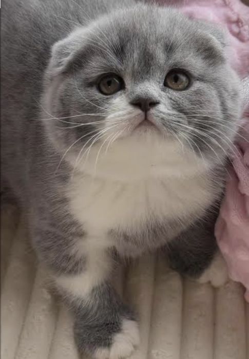 Биколорный котенок