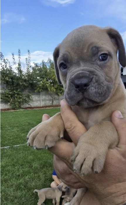 Cane Corso mocny pies