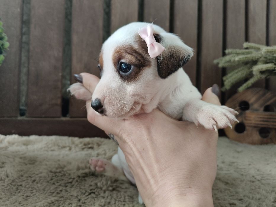 Jack Russel Terrier fêmea