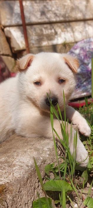 ! ЦУЦЕНЯТА шукають родину !