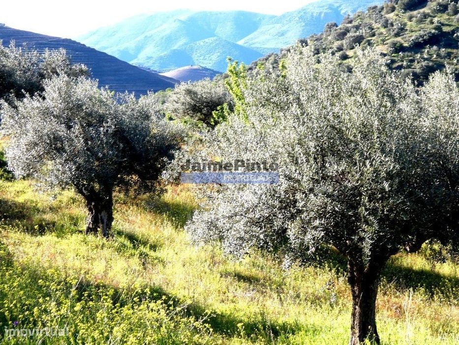 300.000m2 Propriedade com Olival, em Barca DAlva. Portugal, Guarda,...