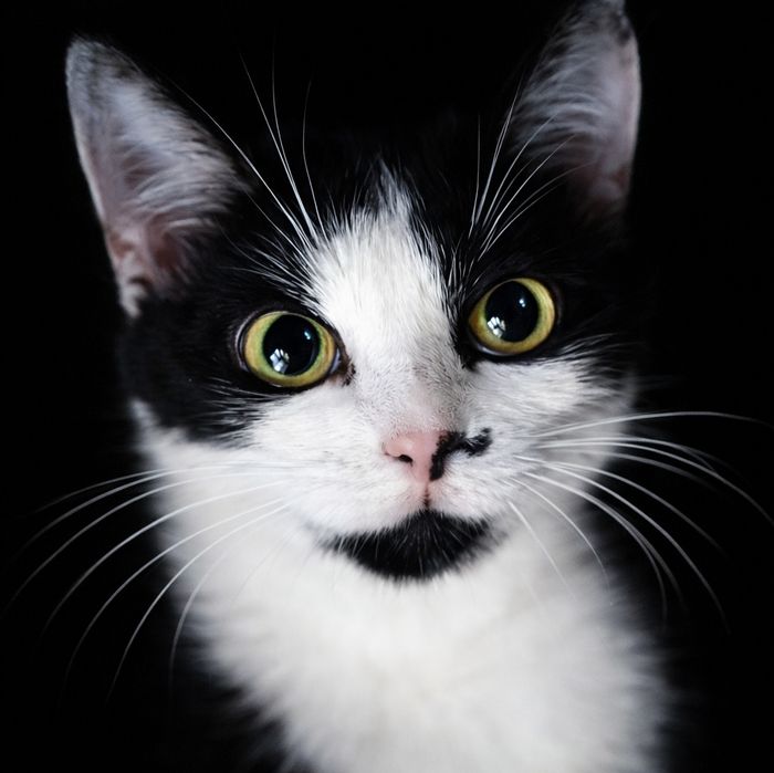 Кошеня, кішка 7 міс