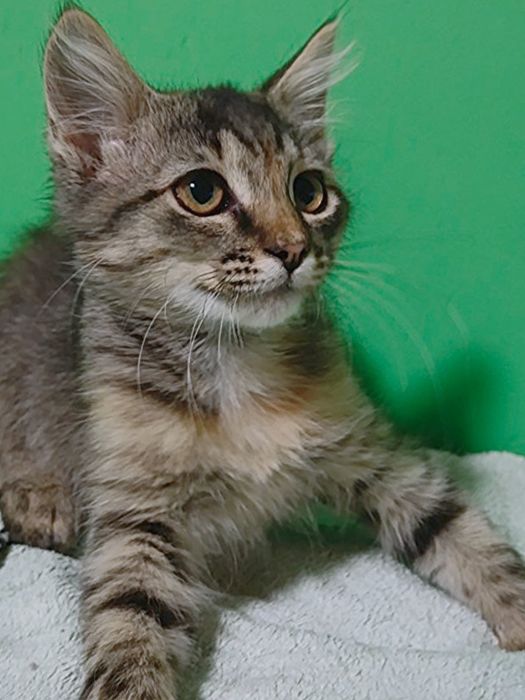 возьмите котенка