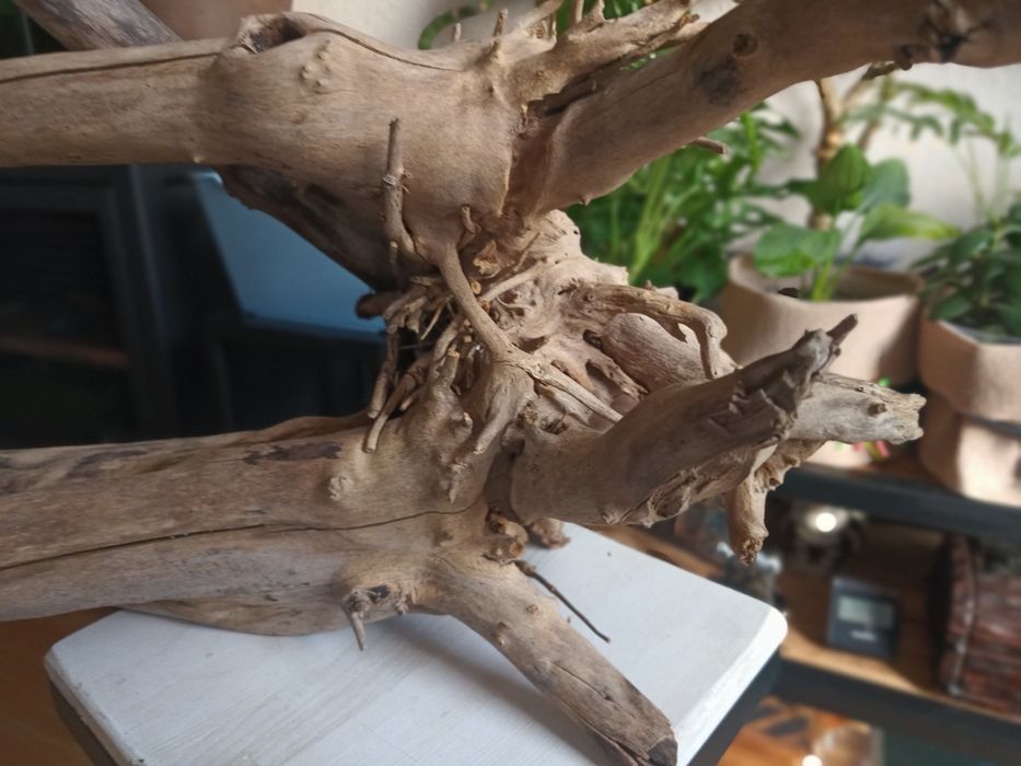 Korzeń do akwarium lub terrarium