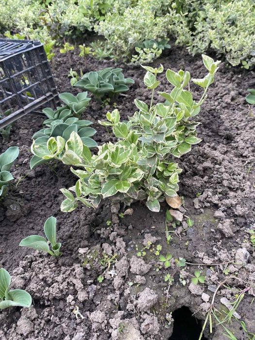 Брунера, бересклет, райс, осока