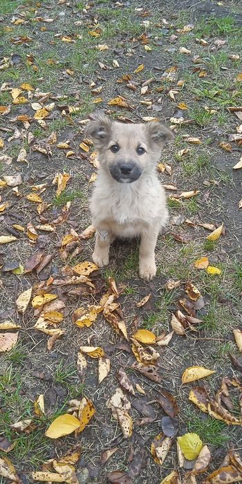 Хлопчики шукають родину
