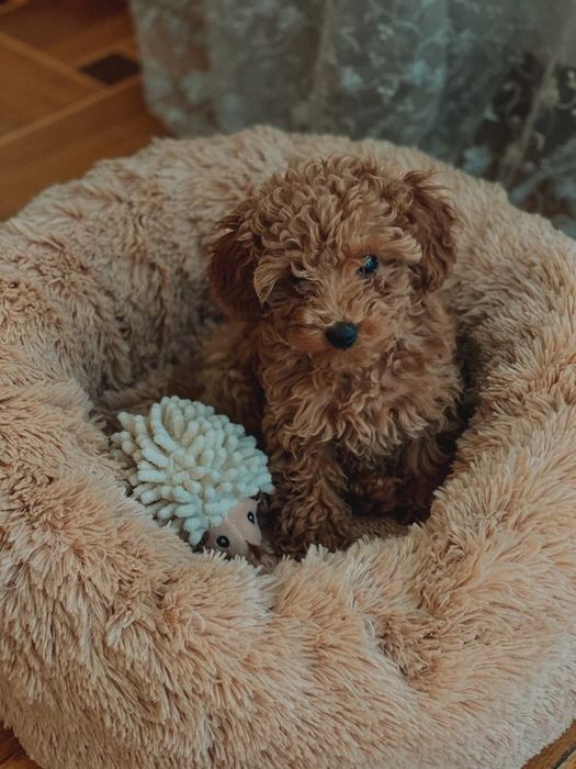 Ексклюзивні цуценята той-пуделя для поціновувачів якості